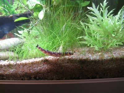 Kuhli Loach