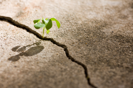 A gentle tongue can break a bone