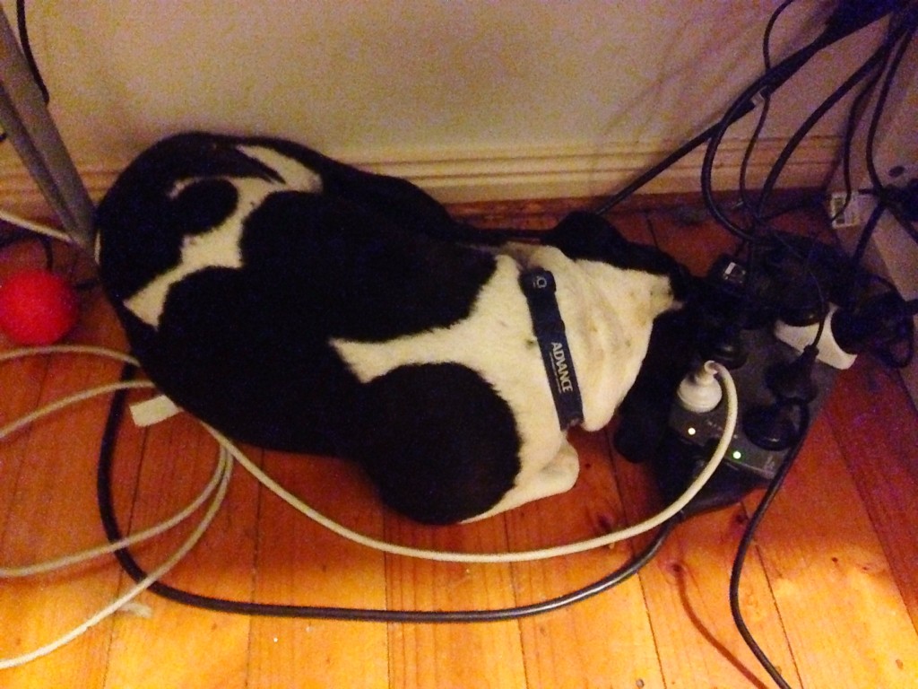 Indy, curled underneath my desk - January 21, 2014